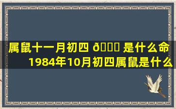 属鼠十一月初四 💐 是什么命（1984年10月初四属鼠是什么命）